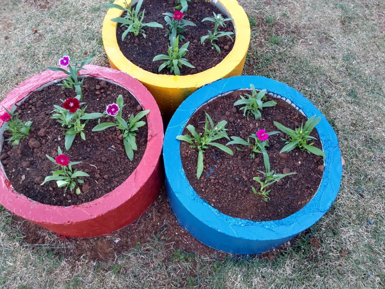 Projeto de Paisagismo e Jardinagem no Ambiente Escolar do Colégio Estadual Professor Amarílio.