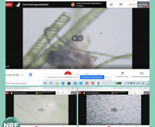 Aula de microscopia