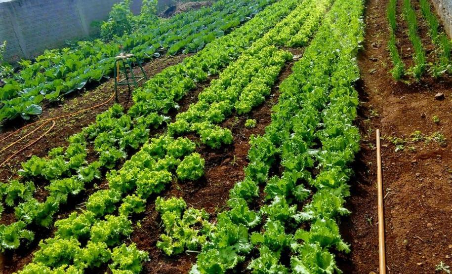 Produção da horta