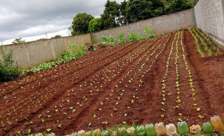 Canteiro com mudas plantadas.