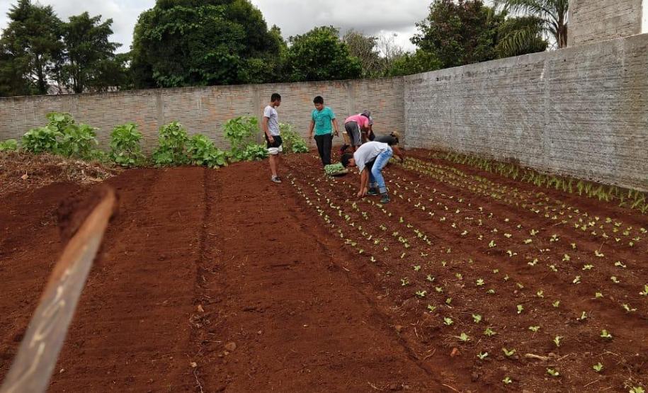 Preparando o solo para o plantio.