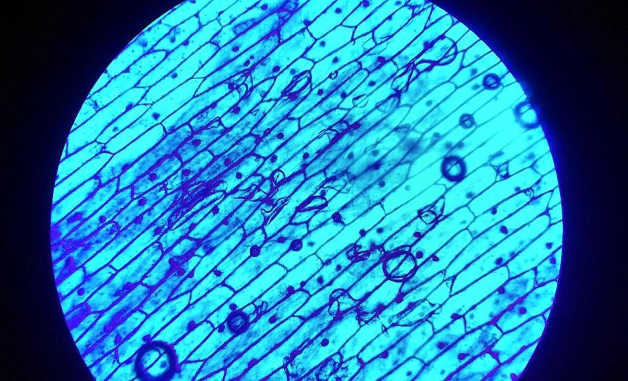 Alunos do Colégio Estadual João Ferreira Neves em aula prática, no Centro Universitário Campo Real.
