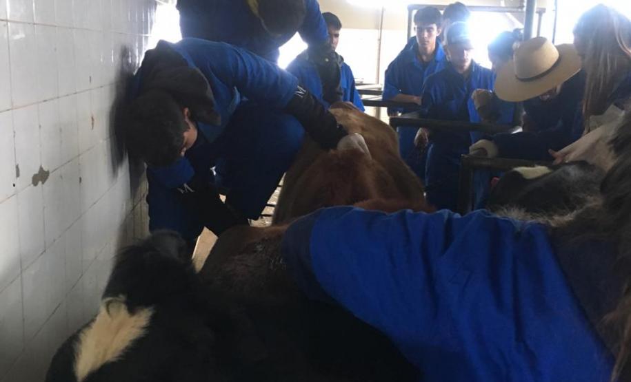 CEEP Arlindo Ribeiro representado no Fórum Regional Paraná livre da Febre Aftosa sem vacinação”