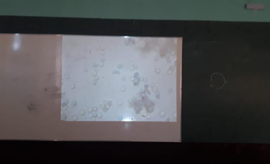 Alunos da 2ª Série, do Colégio Estadual Cristo Rei preparam cultura de leveduras e para observação ao microscópio óptico.