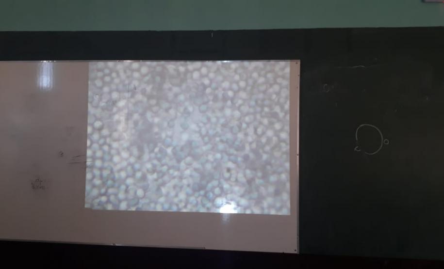 Alunos da 2ª Série, do Colégio Estadual Cristo Rei preparam cultura de leveduras e para observação ao microscópio óptico.