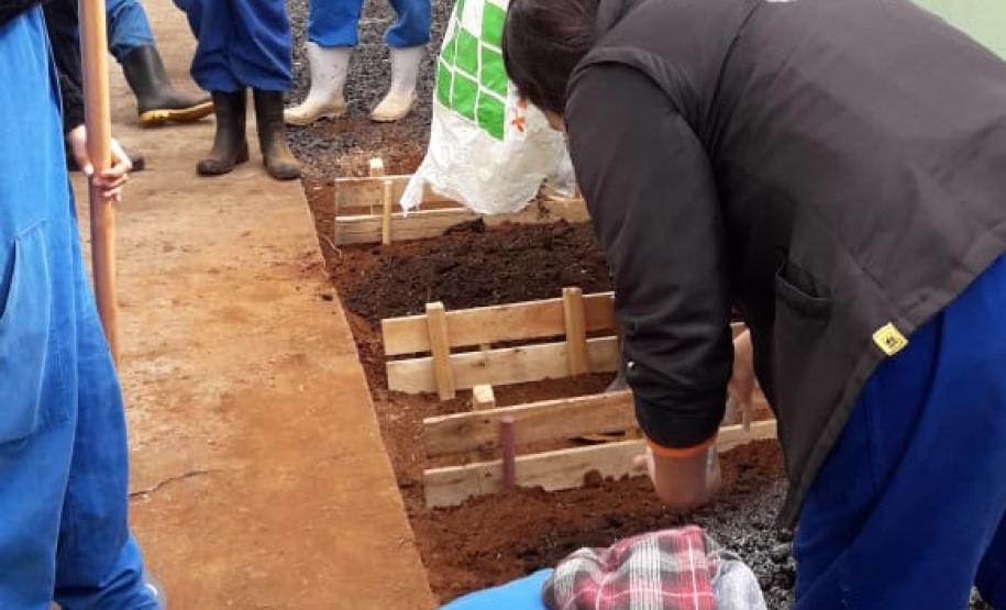 Olericultura em prática: uma parceria de sucesso dos alunos do CEEP Arlindo Ribeiro