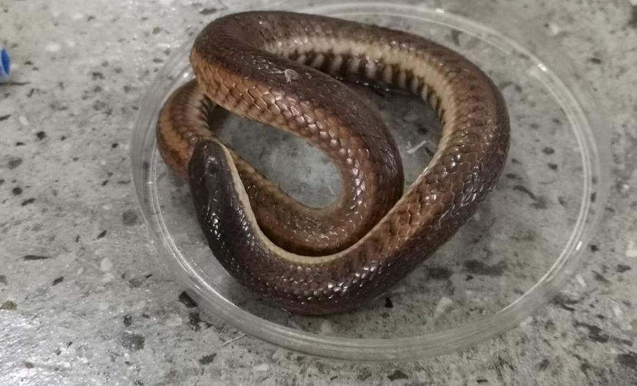 Estudando as estruturas do corpo humano sob o prisma evolutivo: prática dos alunos do C.E. Bibiana Bitencourt.